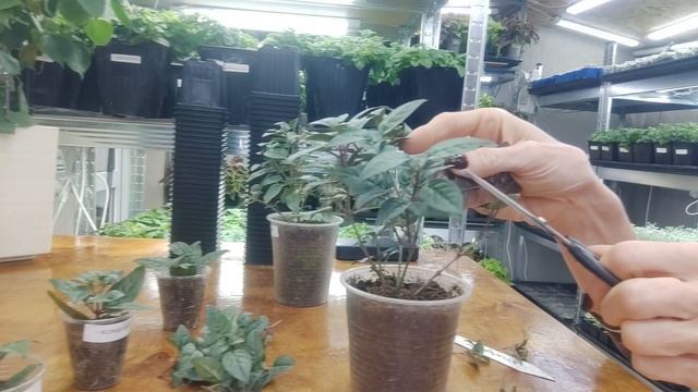 Как вырастить шикарный куст фуксий зимой. Весь мой уход без секретов. смотреть онлайн