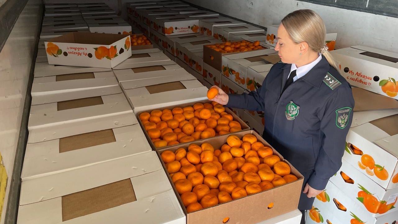 Предновогодняя проверка мандаринов проведена специалистами Россельхонадзора в Краснодарском крае
