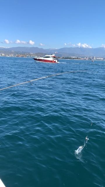 Ловим ставриду в Адлере. смотреть онлайн