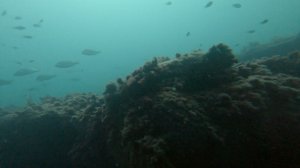 Зубарь / Подводная охота