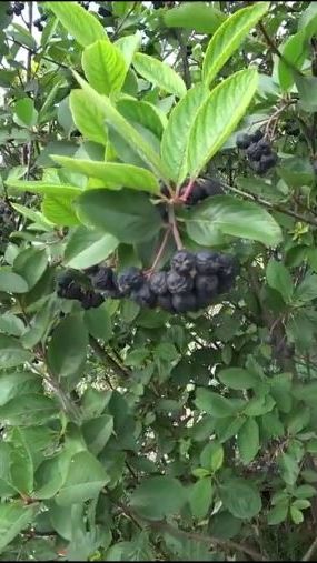 Из черноплодки получается вкусное варенье смотреть онлайн