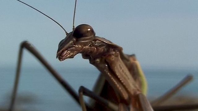 Инопланетянин