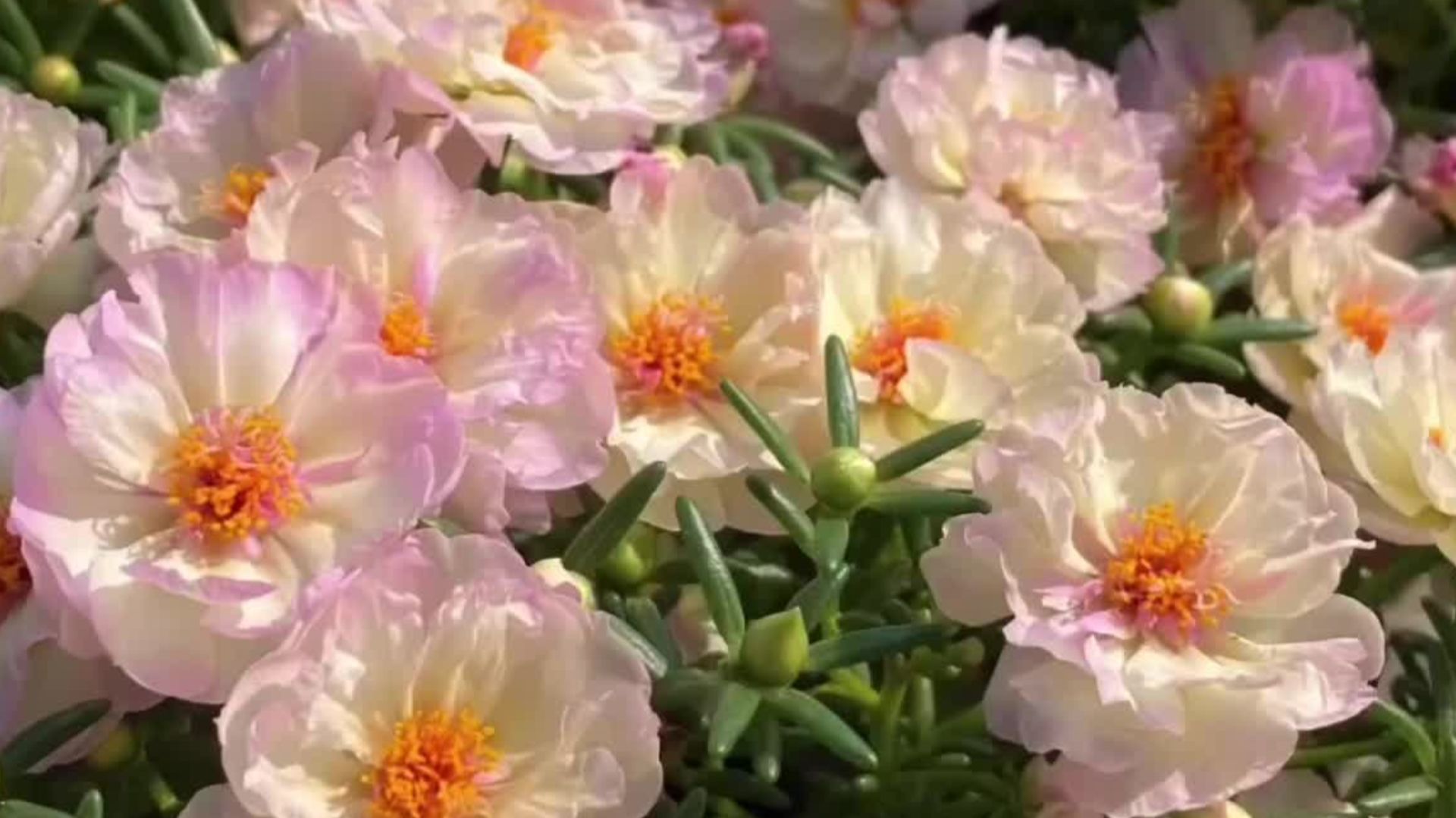 Только эти цветы посажу в 2026 году! Неприхотливые цветы, цветущие все лето в саду смотреть онлайн