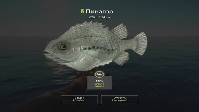 Русская Рыбалка 4. Норвежское море. 55-ая банка смотреть онлайн