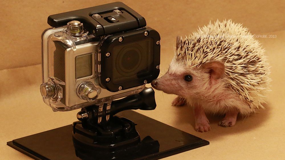 Африканский карликовый ёж Zorro. Self-anointing.