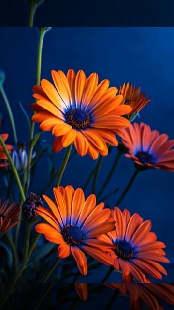 Футаж. Цветы. смотреть онлайн