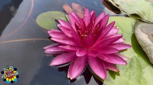 Нимфея Explosion friendship (Взрыв дружелюбия) кувшинка, waterlily, водные растения, пруд