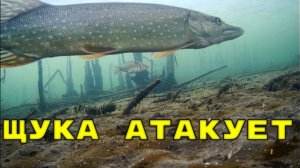 ВОТ ЭТО РЫБАЛКА! Щука атакует живца! Подледная съемка
