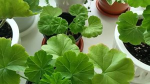 Когда лучше укоренять черенки Пеларгонии, Герани