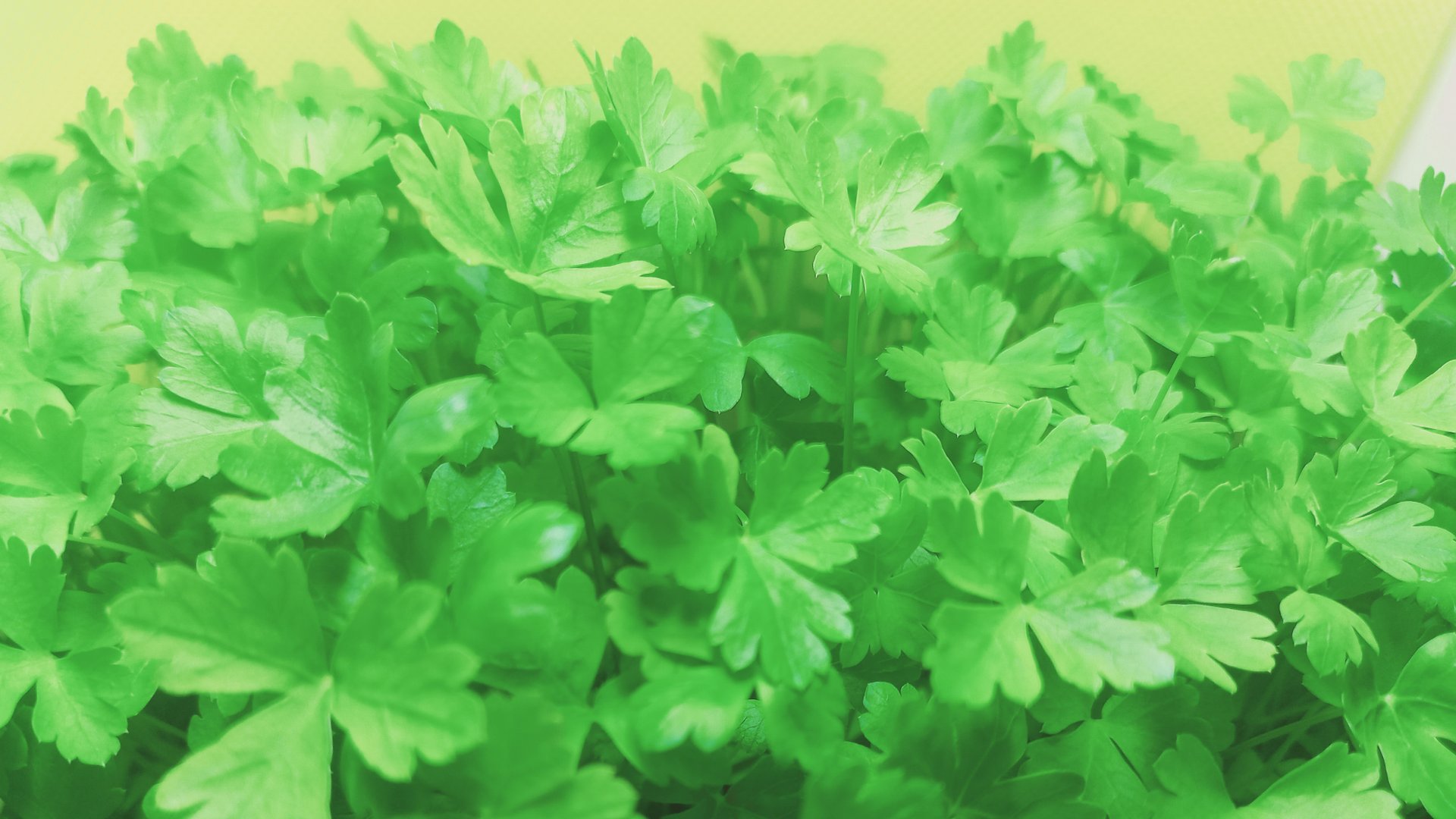 Микрозелень петрушки смотреть онлайн