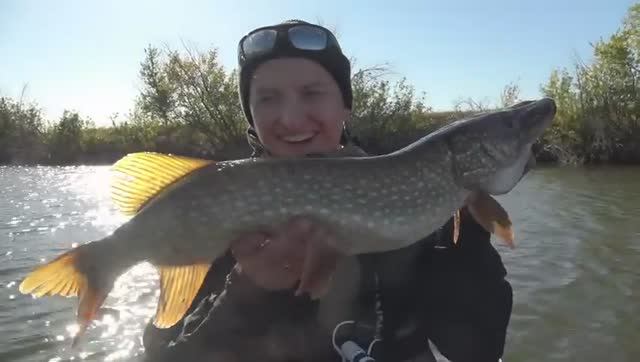 ЭТО ЗА 4 ЧАСА!!! ТАКИЕ СНАСТИ НАДО ЗАПРЕТИТЬ! Судак и щука на живца. Рыбалка в Астрахани 2024. смотреть онлайн