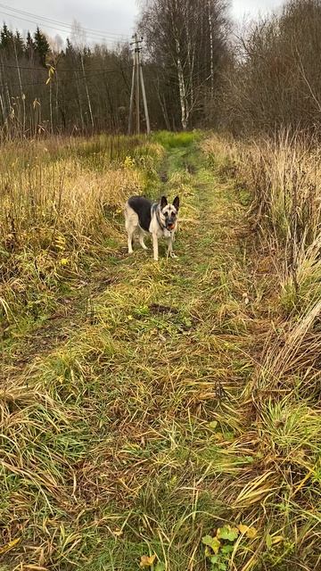 ВЕО Валентлайф Тэрриэль Триада Торрес -Тэррочка, 11,6 лет.