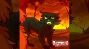 Остролистая коты воители эдит 🍒🍀