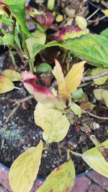 Подготовка крупнолистной гортензии к зиме .mp4