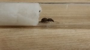 Муравьи пьют воду с сахаром
