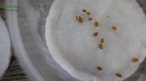 Начинаем ПОСЕВ томатов для РАННЕГО УРОЖАЯ! Советы от ЗЕЛЕНОГО ОГОРОДА!