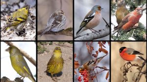 Видеорассказ о воробьях и птичках, похожих на них