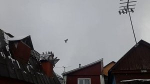 Николаевские голуби Первый снег