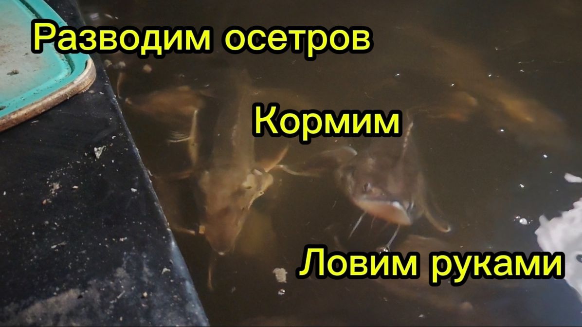 Разводим осетров. КОРМИМ. ЛОВИМ РУКАМИ. смотреть онлайн