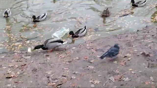 Утиное РЕГБИ