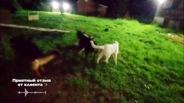 Зоогостиница. Передержка собак. Кинолог Игорь Алтайский.