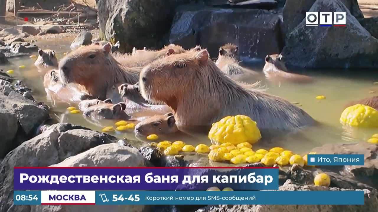 Рождественская баня для капибар смотреть онлайн