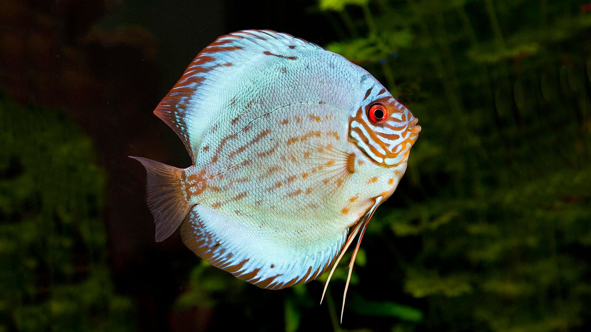 🐠 ОЧЕНЬ КРАСИВАЯ УСПОКАИВАЮЩАЯ МУЗЫКА ДЛЯ СНА И СНЯТИЯ СТРЕССА 🎵 РАССЛАБЛЯЮЩАЯ МУЗЫКА ДЛЯ ДУШИ смотреть онлайн