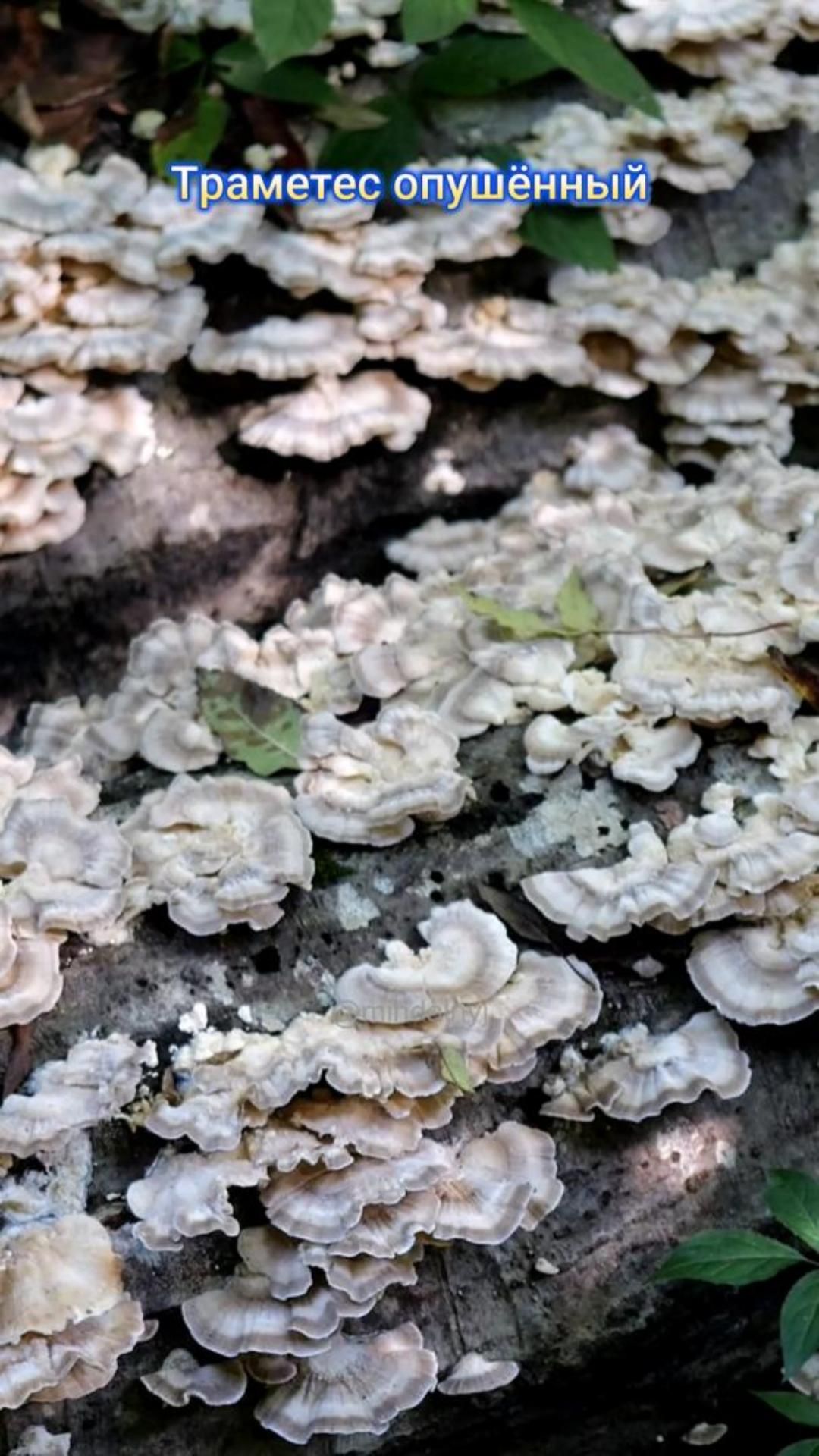 Гриб Траметес - санитар леса и просто красота