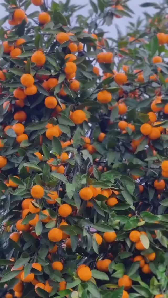 В дождливую погоду в Абхазии поднимают настроение своим солнечным цветом яркие мандарины смотреть онлайн