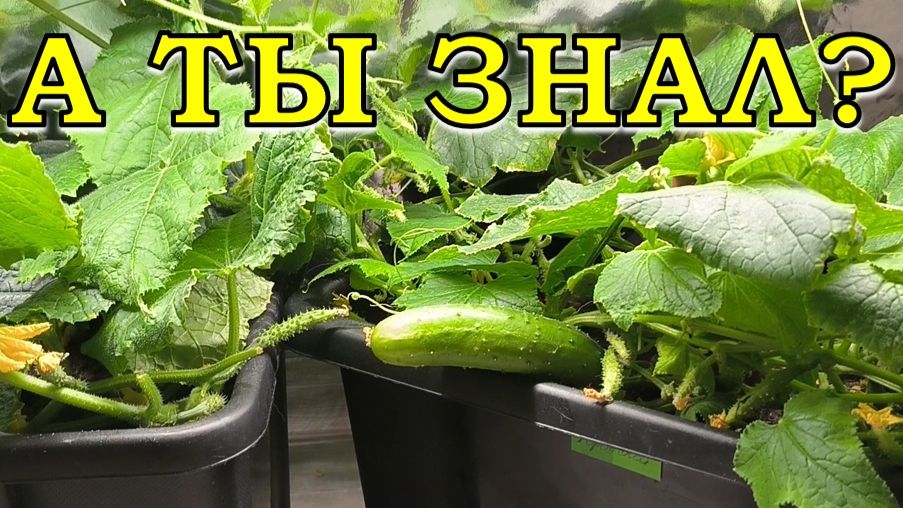 СВЕЖИЕ ОГУРЧИКИ к новому году: сеем прямо сейчас!🥒🥒🥒