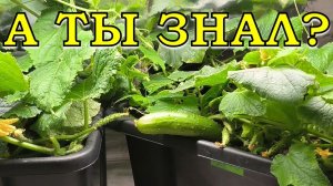 СВЕЖИЕ ОГУРЧИКИ к новому году: сеем прямо сейчас!🥒🥒🥒