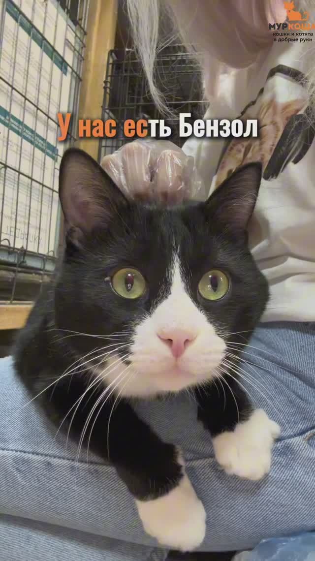 Бензол ждёт вас в приюте #Муркоша смотреть онлайн