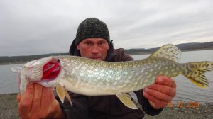 Хищник в декабре. Щука Окунь Судак 2025.