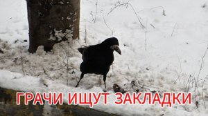 ГРАЧИ ИЩУТ ЗАКЛАДКИ