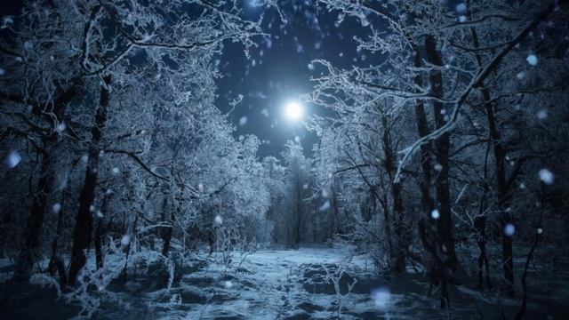 Футаж. Ночной зимний лес. смотреть онлайн