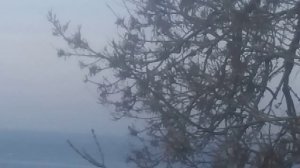 Ворона на ветке возле моря