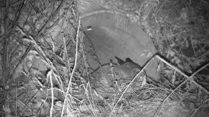 Лиса пришла проверить спящего медведя Мансура в берлоге 🐻🦊