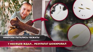 7-месячный отвар гвоздики уничтожил ВСЕХ микробов!  Реальный эксперимент