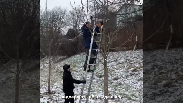 Во Владимире проводят формовочную обрезку деревьев 🌳🚧 смотреть онлайн
