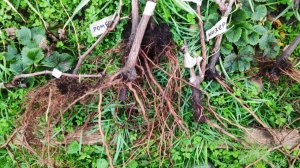 Распродажа саженцев винограда, связь нужно наладить