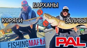 PAL на Нижней Волге - Где, Как и на Что Самые ТОЛСТЫЕ ЩУКИ? Рыбалка в Волгограде