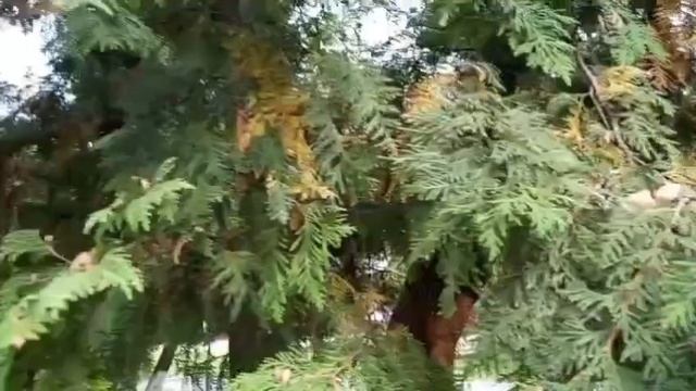 #путешествие Брянск природа красота лето смотреть онлайн