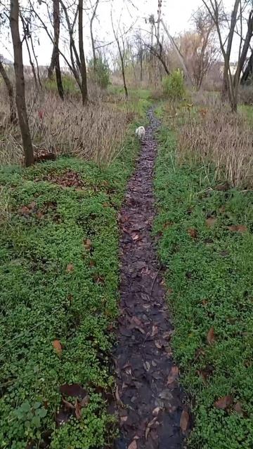 прогулка смотреть онлайн