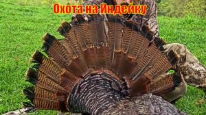 Охота на Восточную Индейку в Кентукки