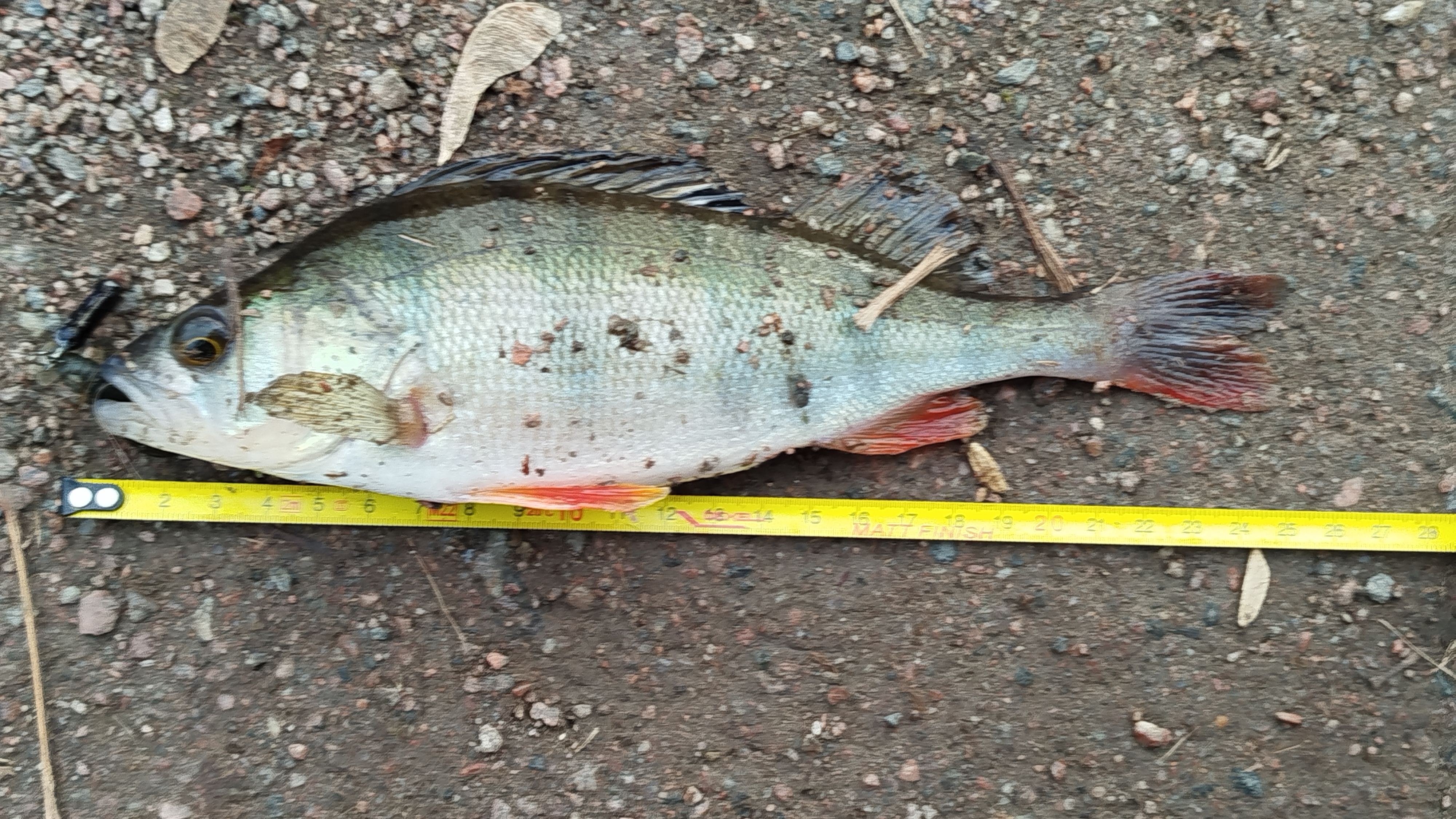 ЛОВЛЯ КРУПНЫХ ОКУНЕЙ НА ДЖИГ смотреть онлайн