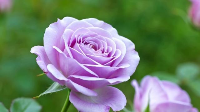 Футаж. Розы. смотреть онлайн