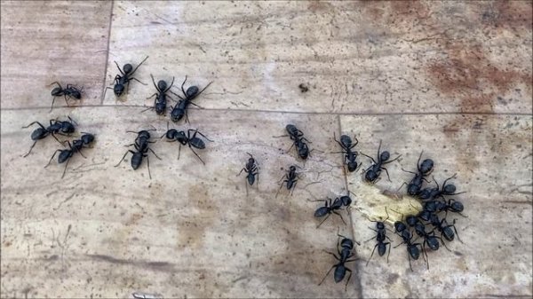 в мире насекомых от Chernetsov TV