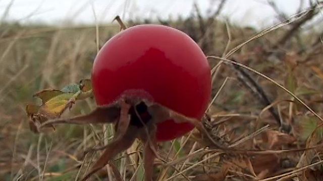 "Человек". Притча