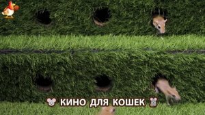 Видео для кошек про крысок развлекать питомцев 🐭🐀😂 (399)