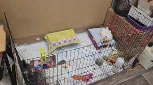 Всем привет от морских свинок Улли и Пулли